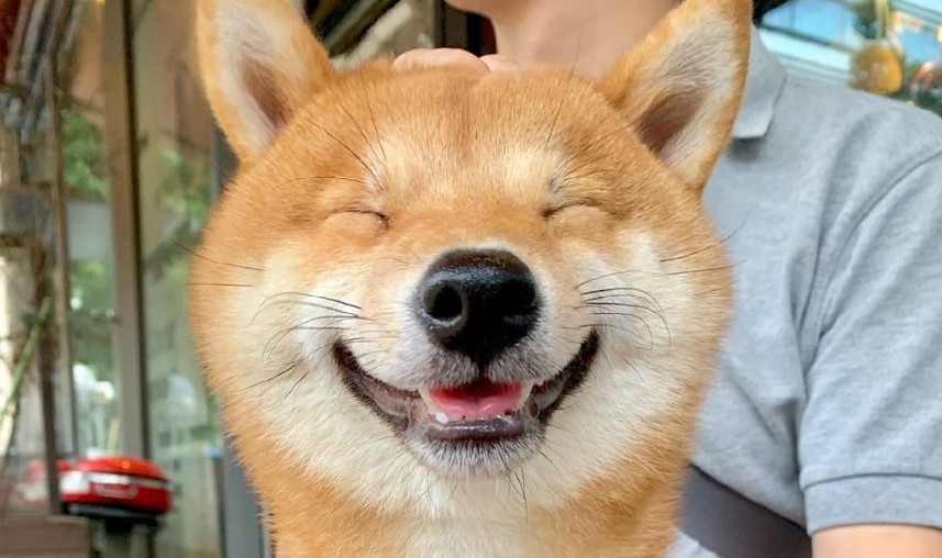 Собака Уни расплывается в улыбке – особенно рядом с едой