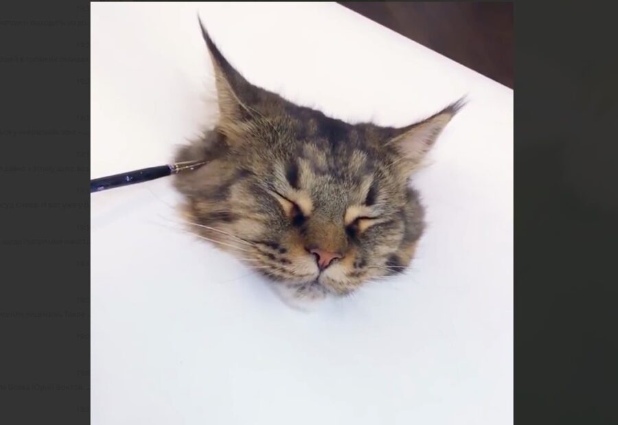 "Рисование" кошки. Кадр с видео, опубликованном в телеграм-канале MDK
