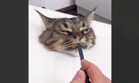 "Рисование" кошки. Кадр с видео, опубликованном в телеграм-канале MDK