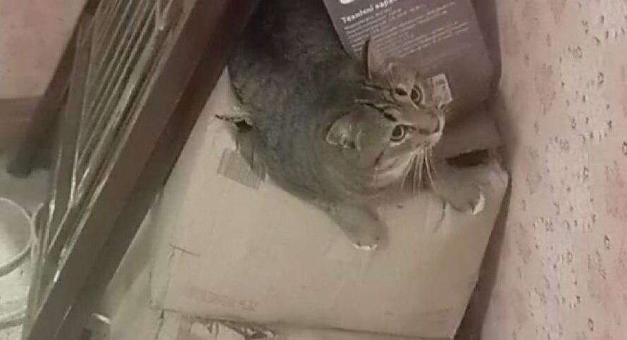 Кот Тротил – проворный кот саперов