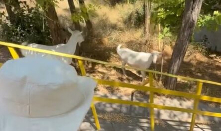 Співака Wellboy вразили кози в Одесі