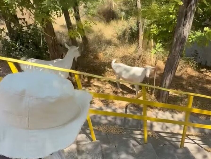 Співака Wellboy вразили кози в Одесі